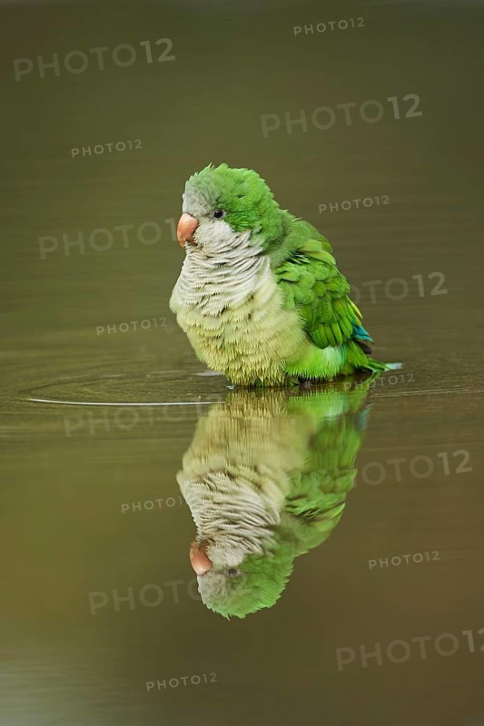 Monk parakeet