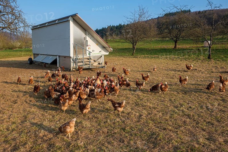 Free-range chickens