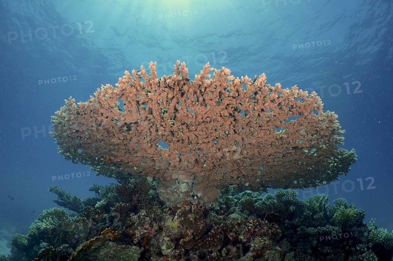 Pharaoh antler coral