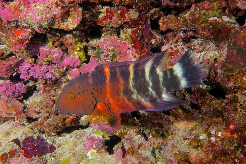 A red and black red-breasted wrasse