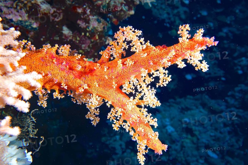 Hemprich's tree coral