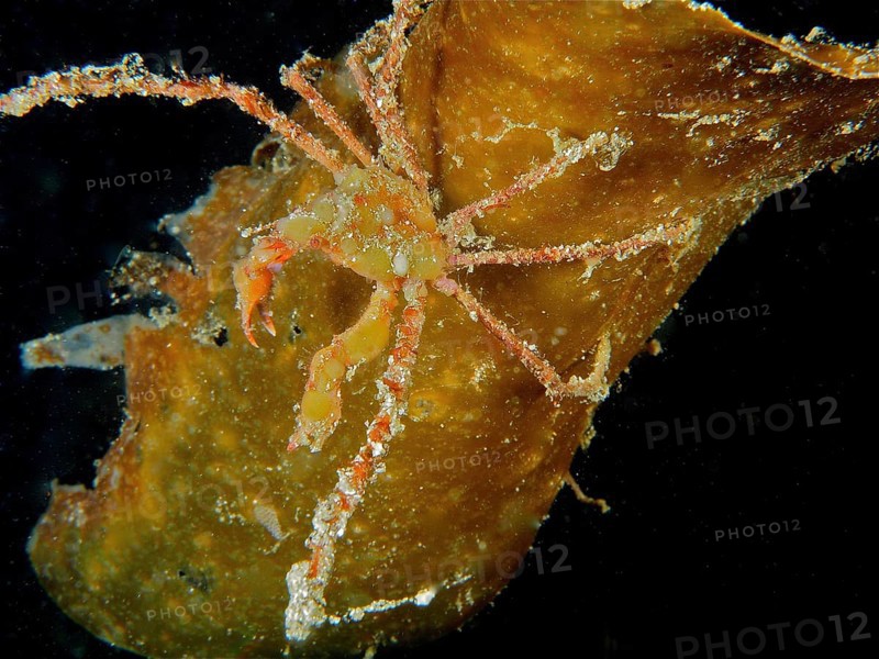 Scorpion Sea Spider