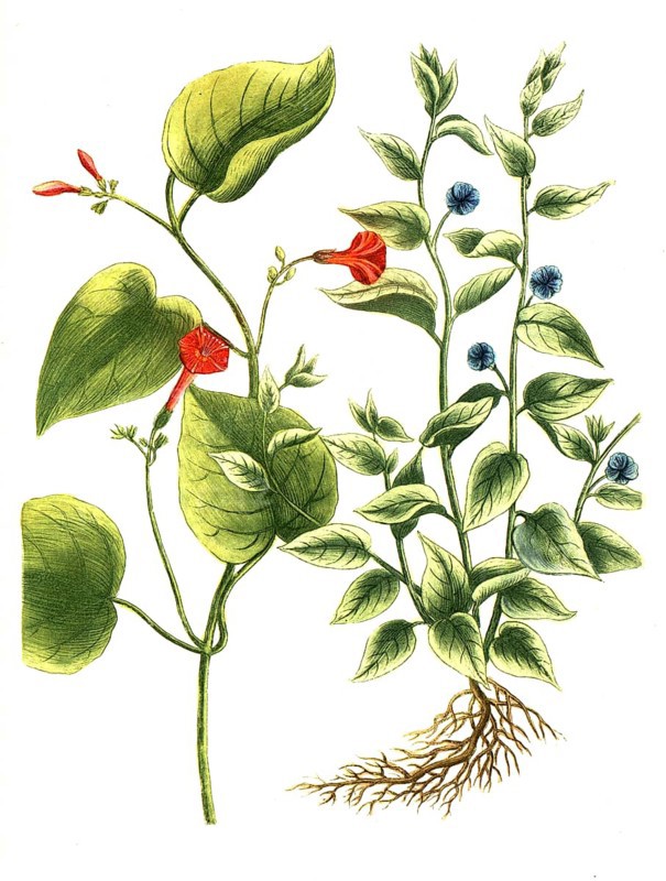 Botany