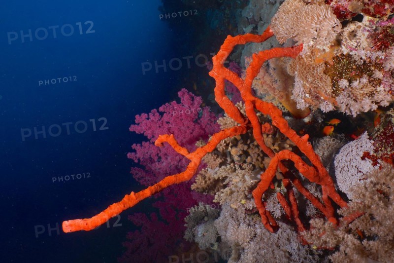 Toxic finger-sponge