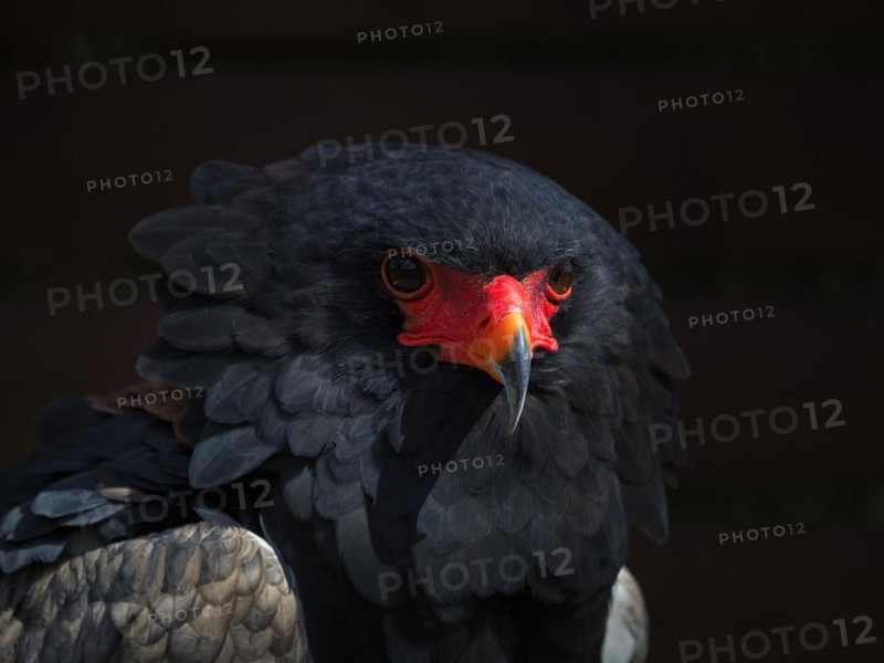 Bateleur