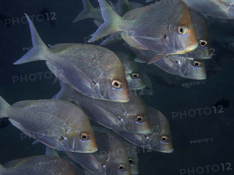 Group
