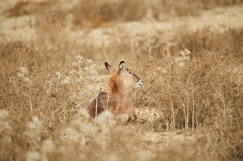 Waterbuck
