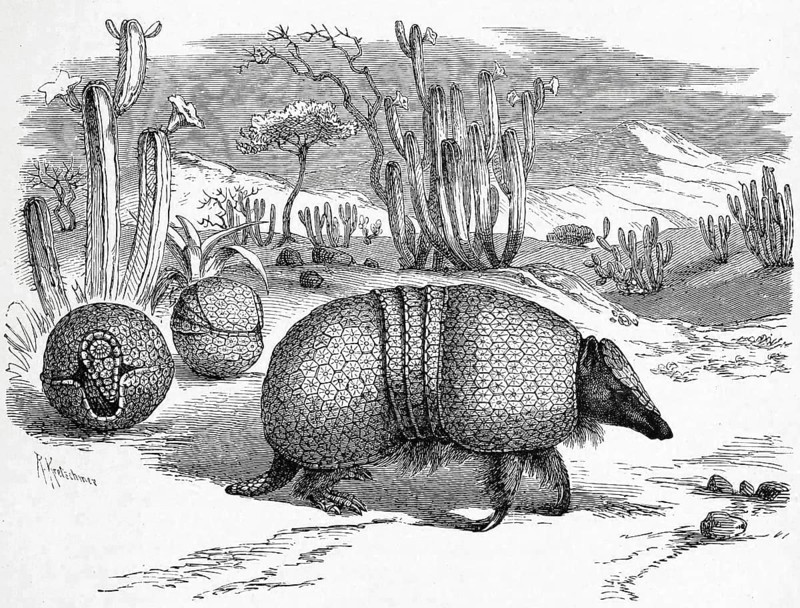 Brazilian three-banded armadillo