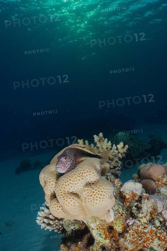 Black-sided hawkfish