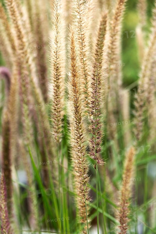 Oriental lamplighter grass
