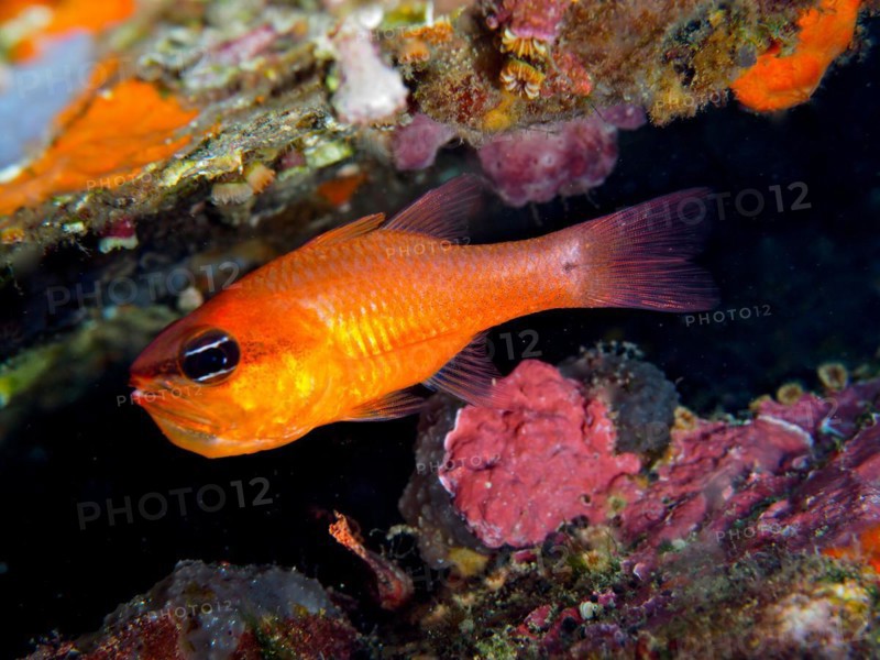 Cardinalfish
