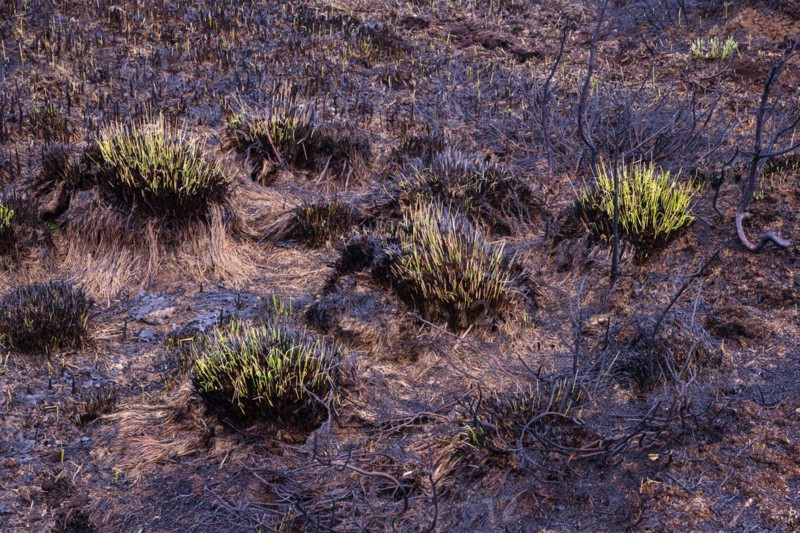 Moor fire