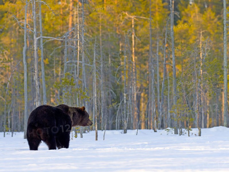 European brown bear