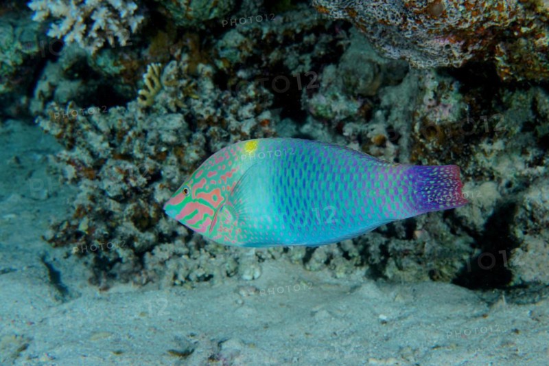 Checkerboard wrasse