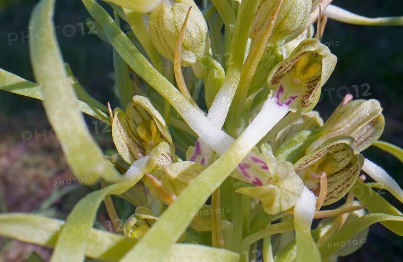 Lizard orchid
