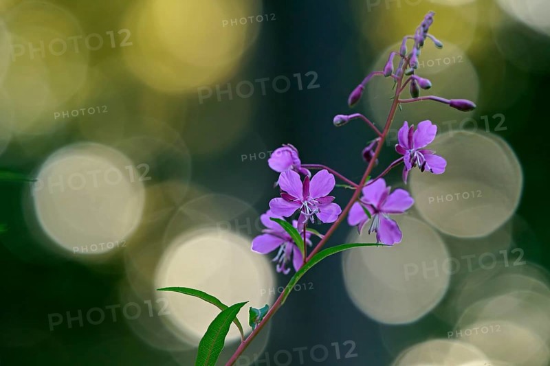 Blooming sally