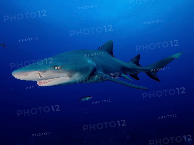 Lemon shark