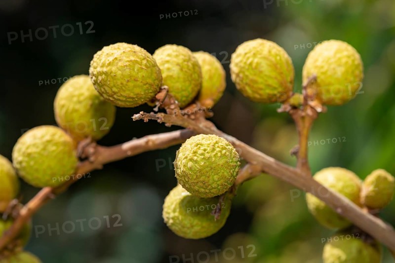Longan