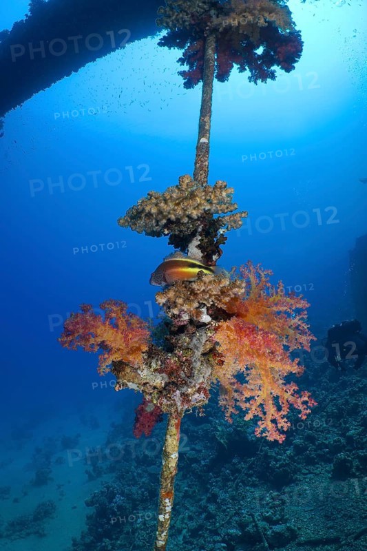 Red tree coral