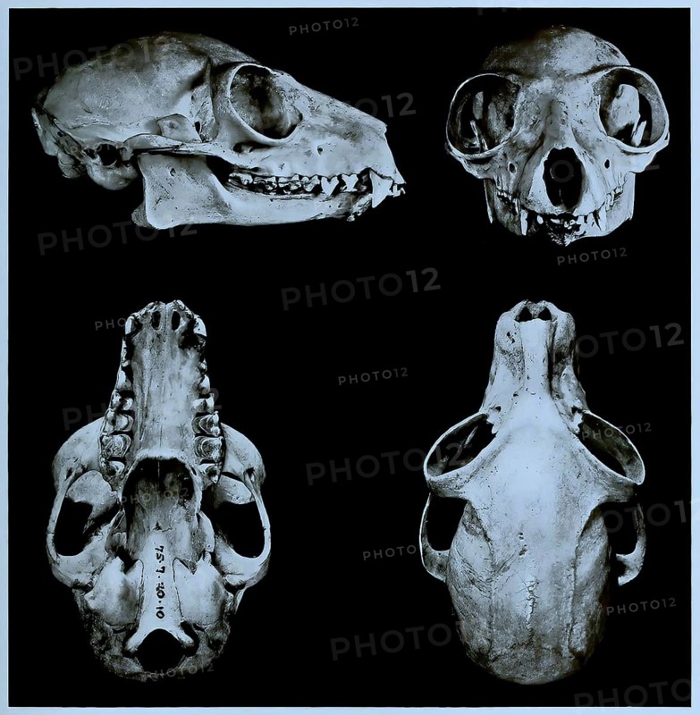 Skull bone