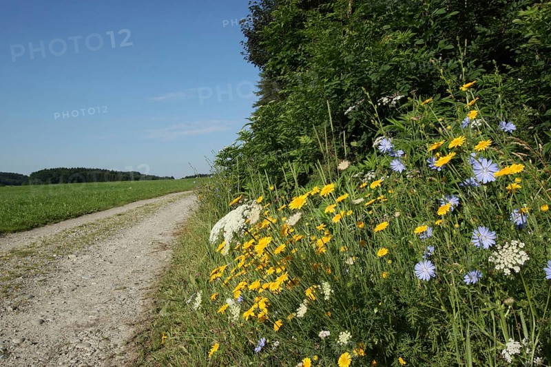 Blooming summer flowers by the wayside