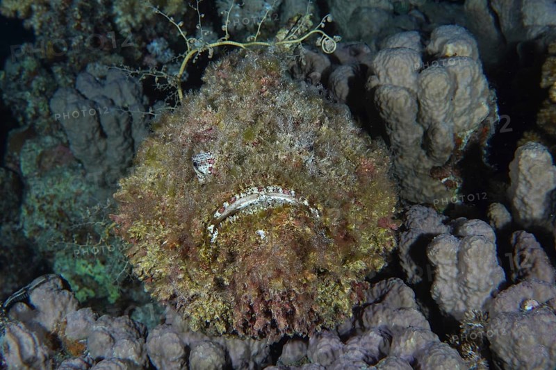 Portrait of a stonefish