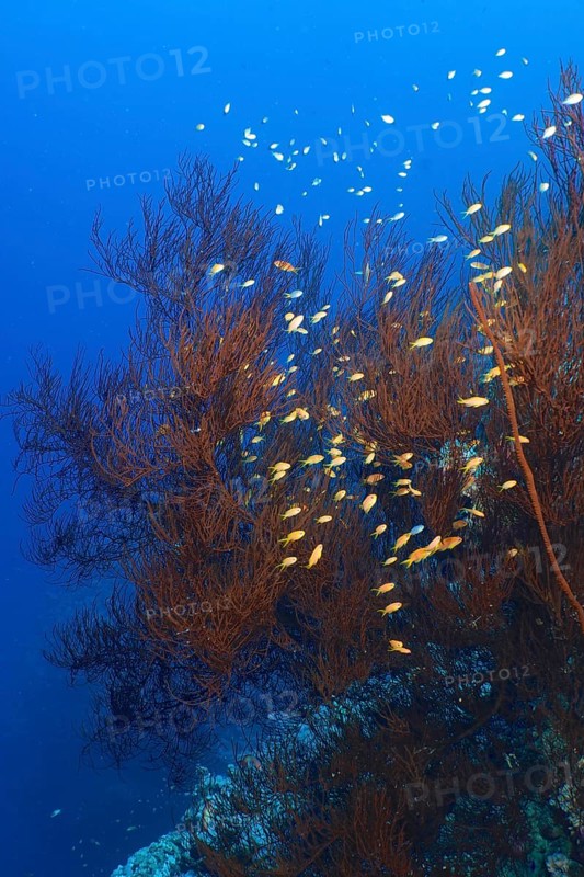 Black bushy black coral