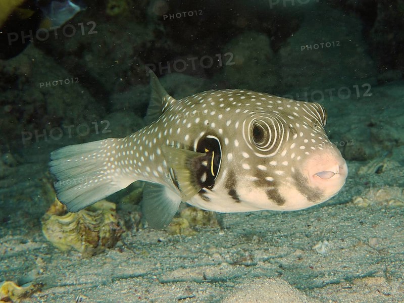 White-spotted puffer