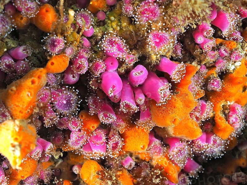 Pink jewel anemone