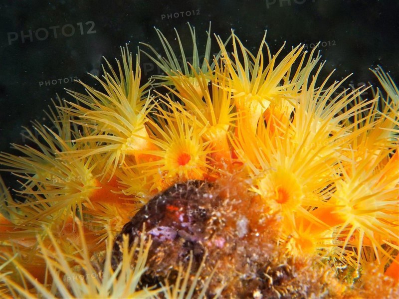 Yellow cluster anemone