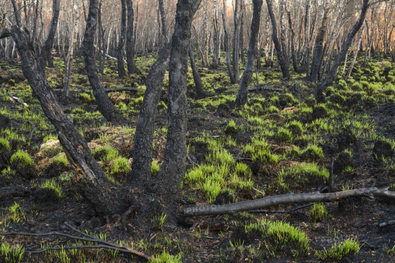 Moor fire