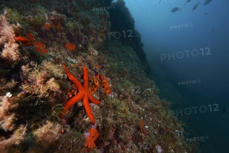 Mediterranean red sea star