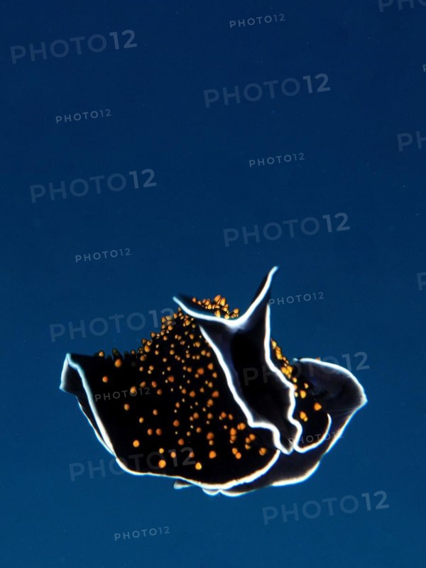 Starry sky whirl worm