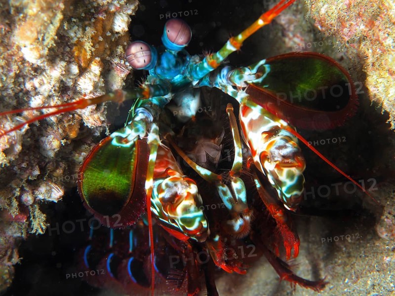 Peacock mantis shrimp