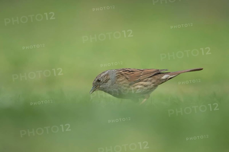 Dunnock or Hedge sparrow