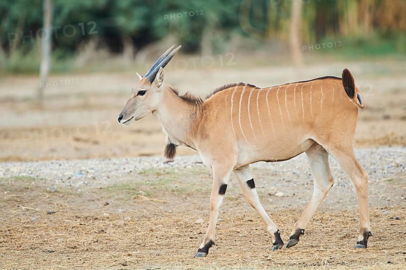 Common eland