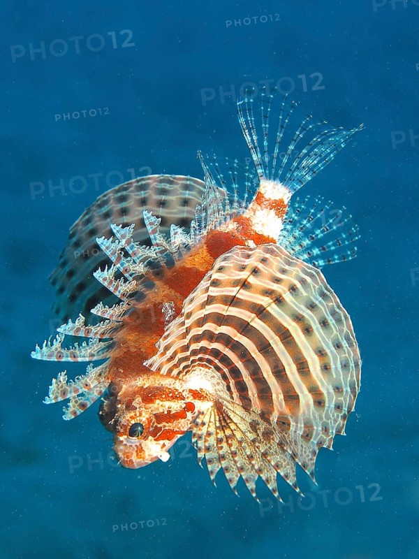Red Sea Dwarf Lionfish