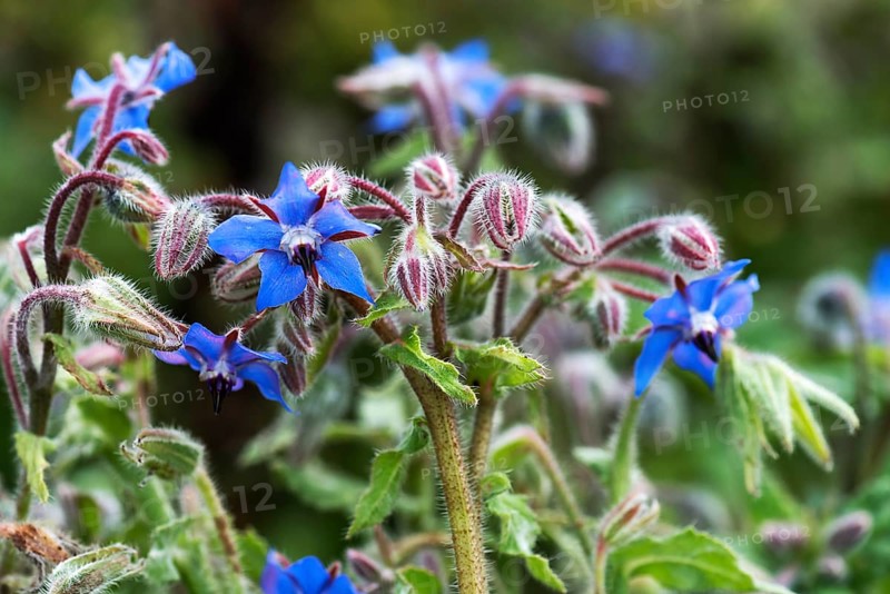 Flowering borage