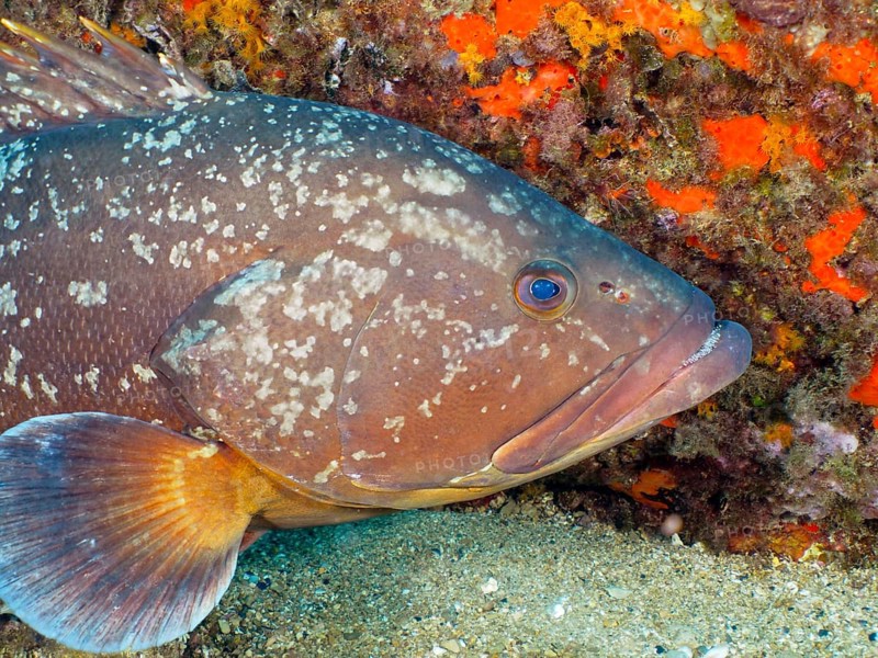 Dusky grouper