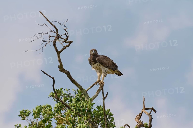 Martial Eagle