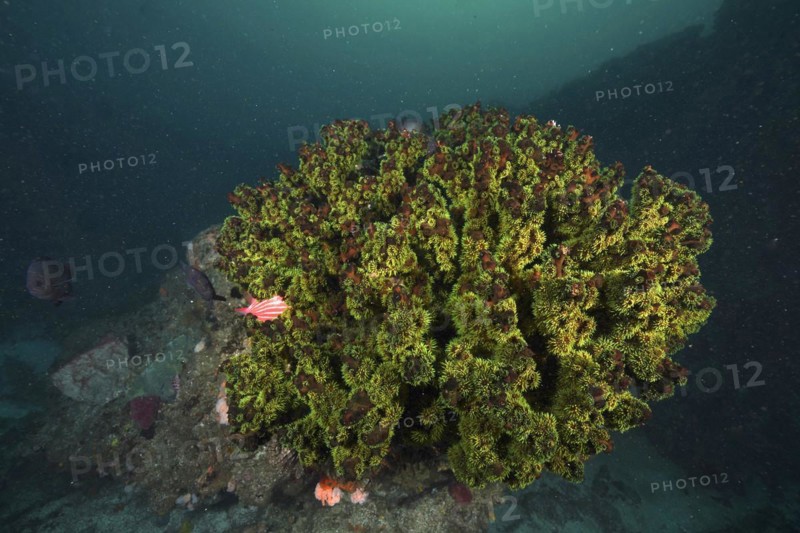 Green black sun coral