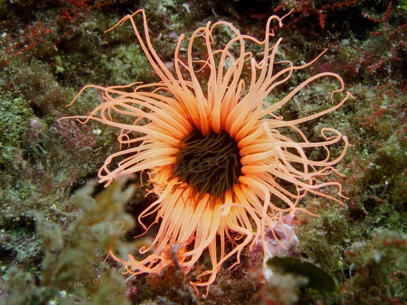 Pink coloured tube anemone
