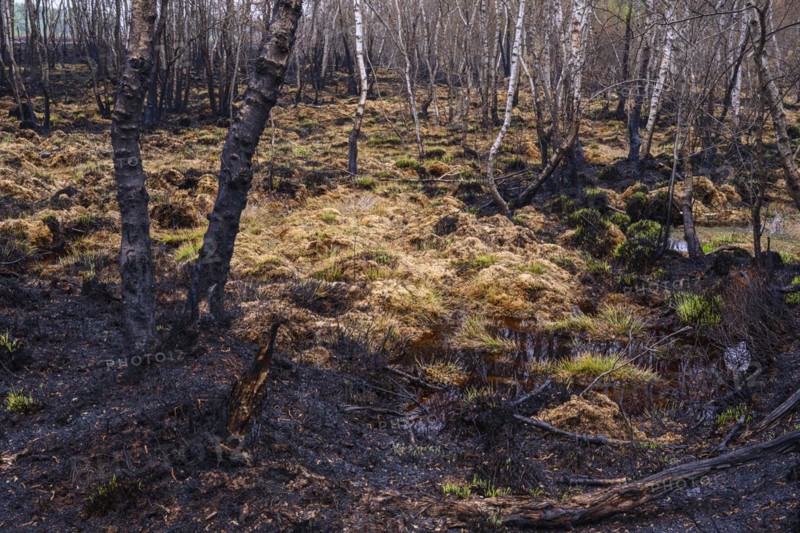 Moor fire