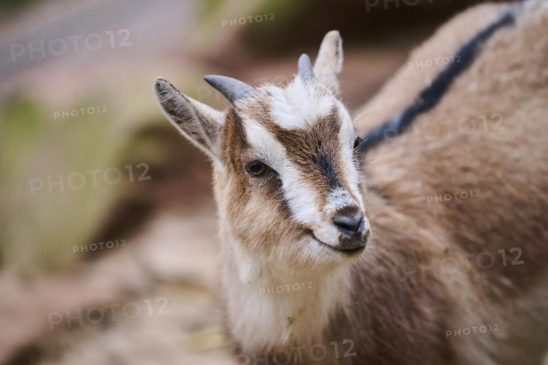 Domestic goat
