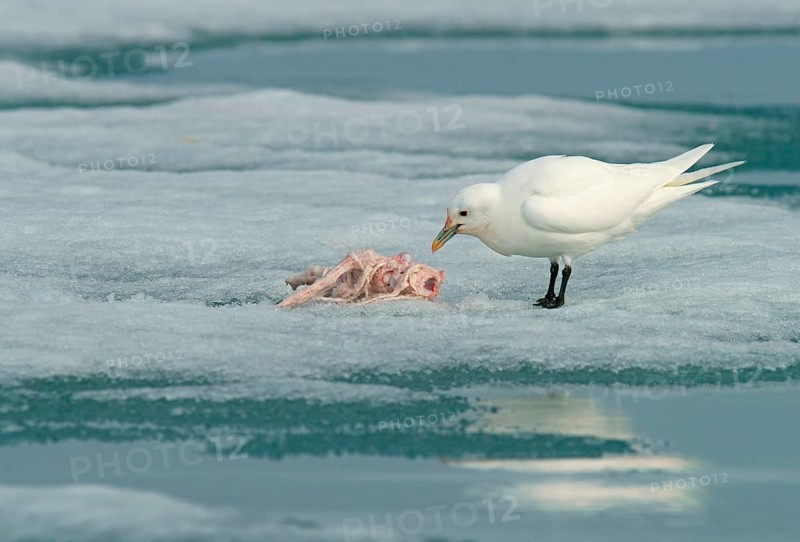 Ivory Gull