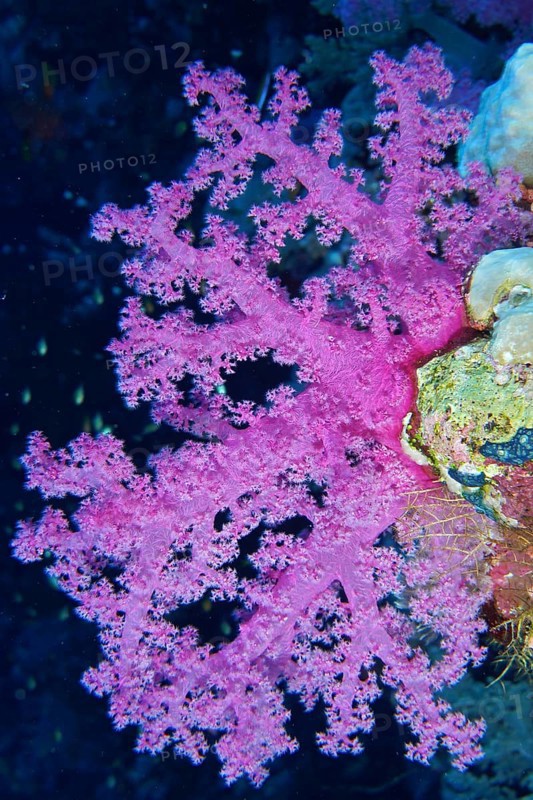Hemprich's tree coral