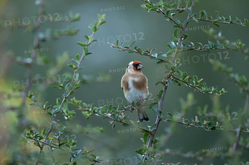 European goldfinch