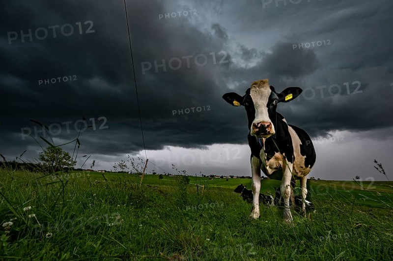 Black coloured domestic cattle