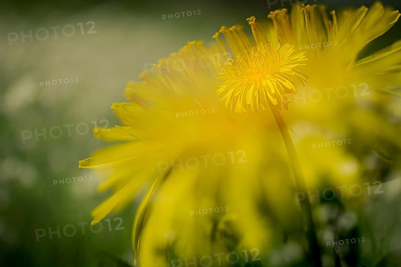 Dandelion