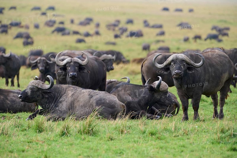 African buffalo